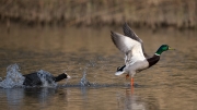 meerkoet-wilde-eend