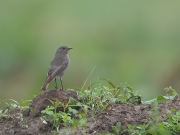 zwarte-roodstaart06082014